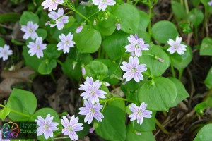 Claytonia sibirica (2)1